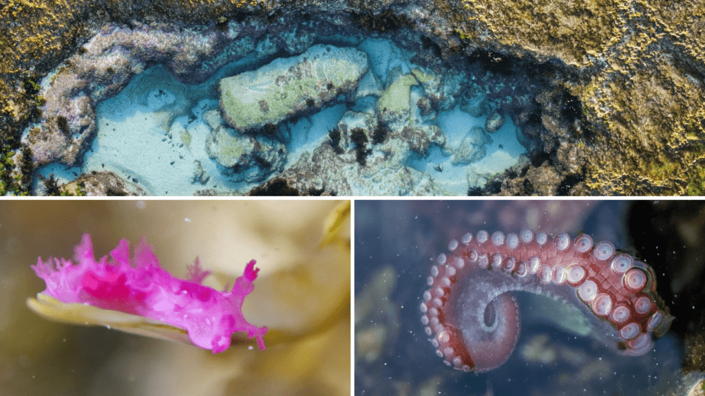 Rockpools along this protected coast support a thriving ecosystem of marine life.